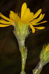 Cottony goldenaster